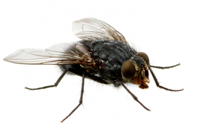 The company uses billions of flies housed in its factory to lay eggs, which are hatch into larvae.