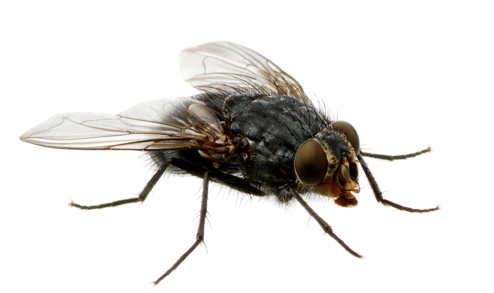 The company uses billions of flies housed in its factory to lay eggs, which are hatch into larvae.