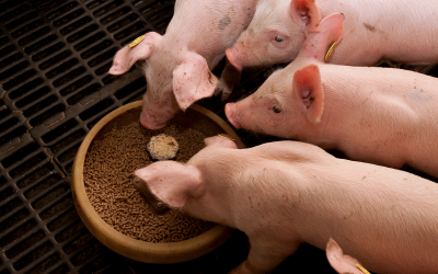 Enzymes help to maintain efficient pig production