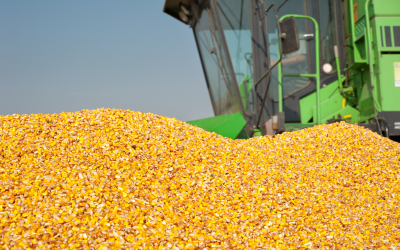 How to combat multiple mycotoxins in feed