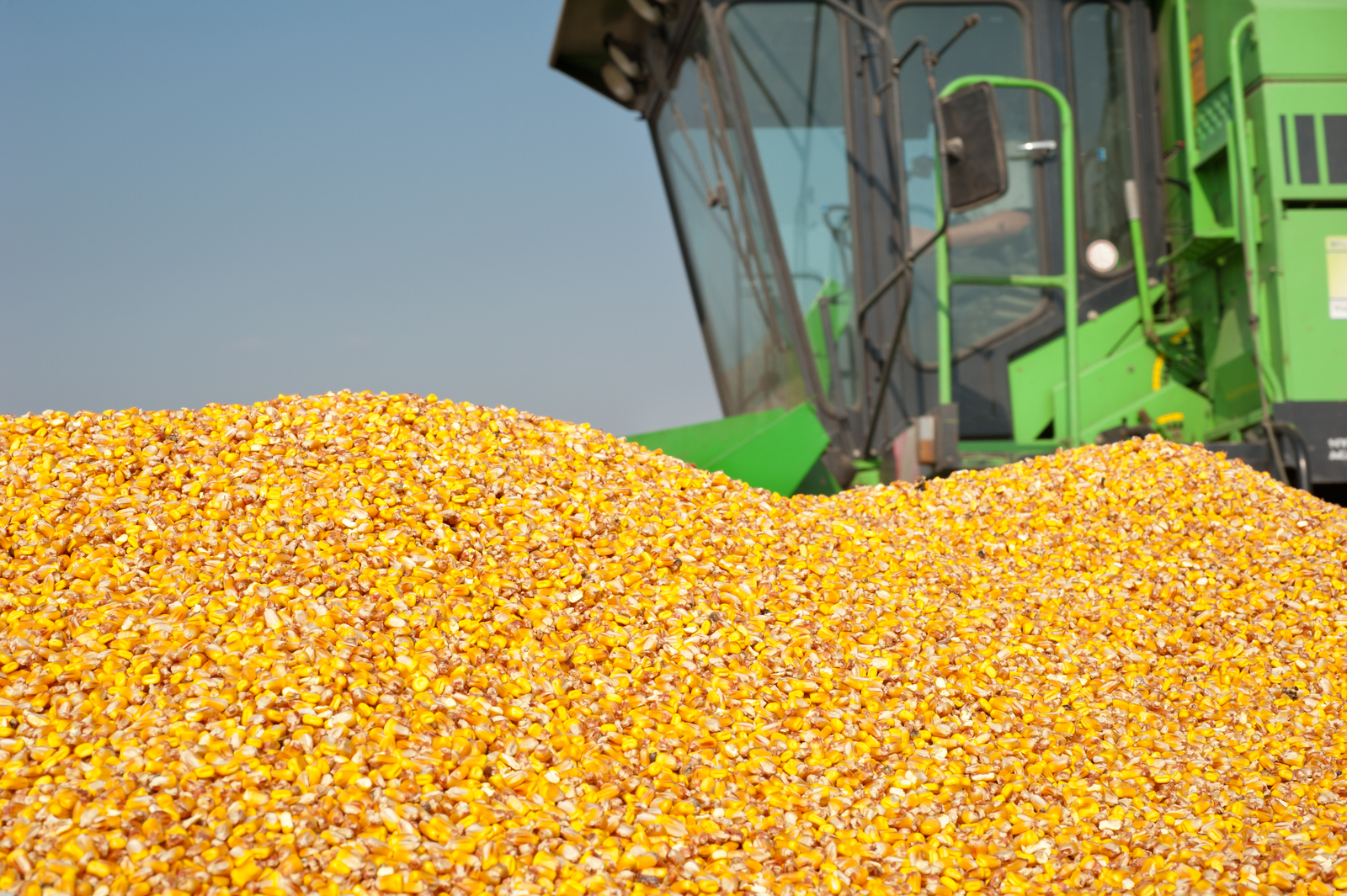 How to combat multiple mycotoxins in feed