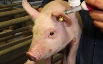 Lawsonia intracellularis causes major economic loss to the swine industry. Photo: Henk Riswick