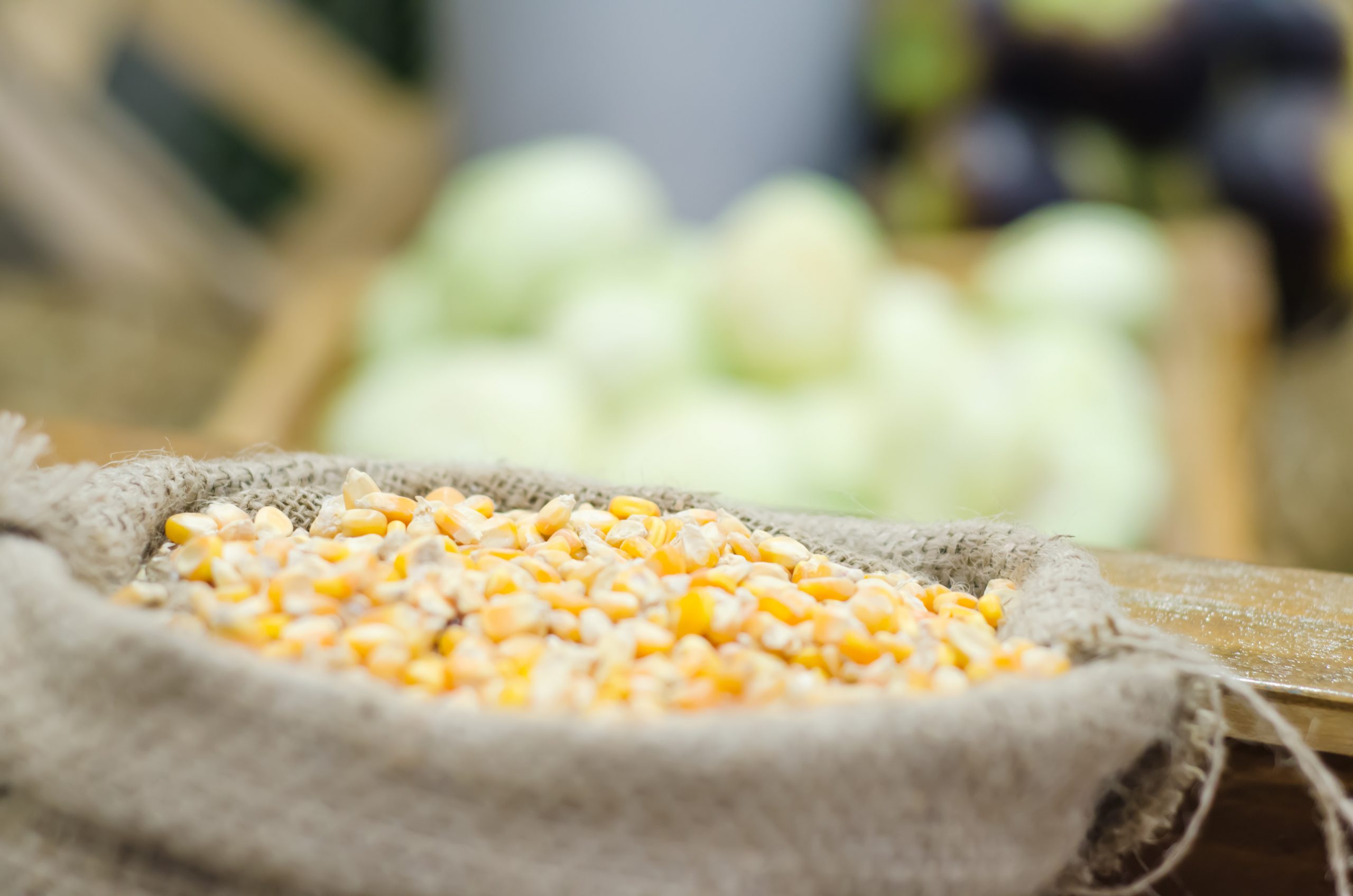 Biocontrol of aflatoxins: Potential for Africa. Photo: Shutterstock