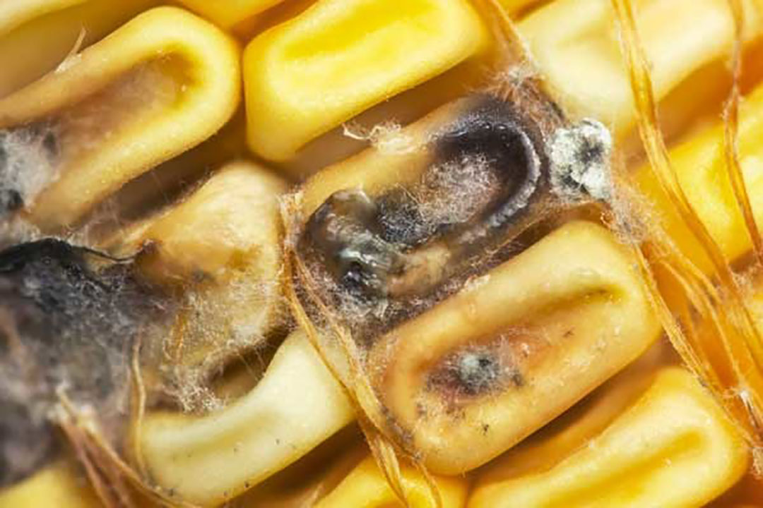 Mycotoxins. Photo: Misset