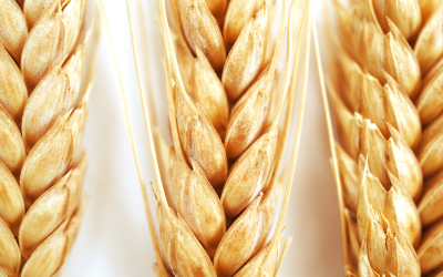 NSP variability found in wheat for poultry feed