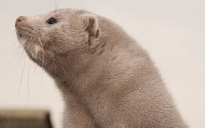 New product to target bladder stone problems in minks