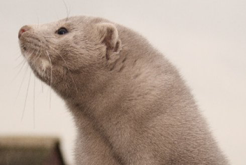 New product to target bladder stone problems in minks