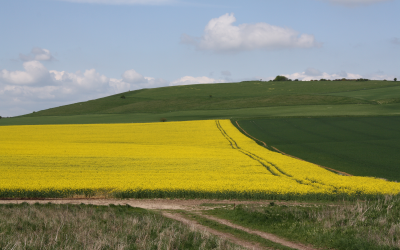 High-protein canola meal beneficial for growing pigs