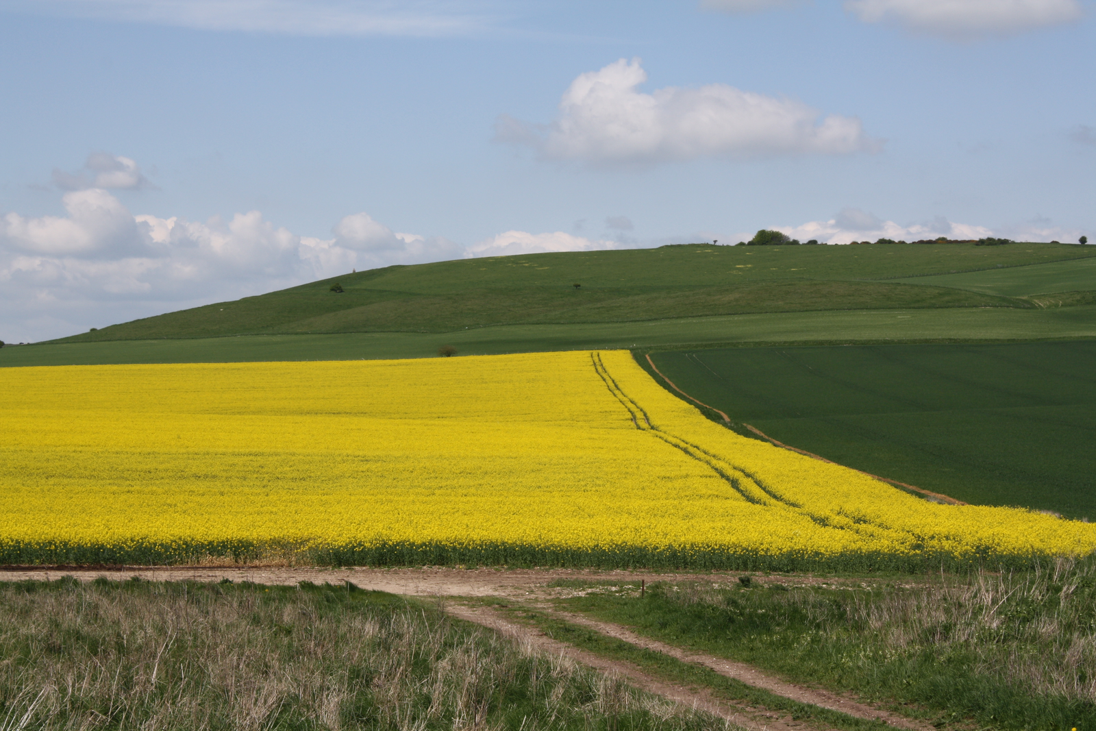 High-protein canola meal beneficial for growing pigs