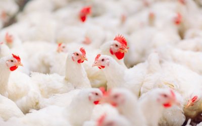 A wide portfolio of options are available to help producers shift towards antibiotic free poultry production. Photo: Novus