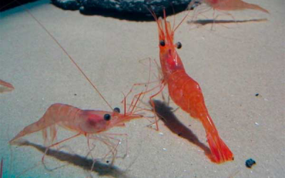 First EMS-free cycle in shrimp with 1-monoglycerides