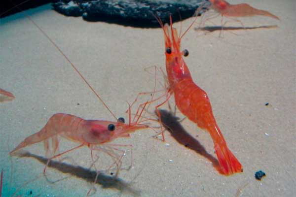 First EMS-free cycle in shrimp with 1-monoglycerides