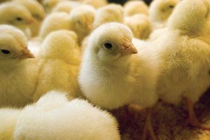 Cargill: Voluntary recall of poultry feed products