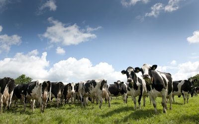 Korean dairy farmers are well able to produce high quality milk due to an excellent natural environment that includes superb weather conditions. Photo: Mark Pasveer