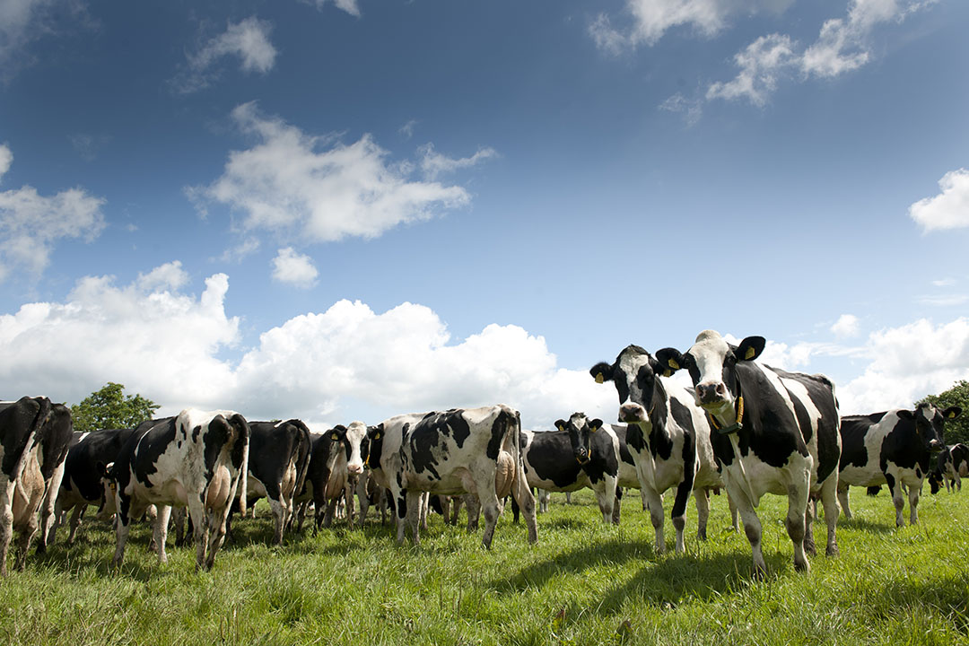 Korean dairy farmers are well able to produce high quality milk due to an excellent natural environment that includes superb weather conditions. Photo: Mark Pasveer