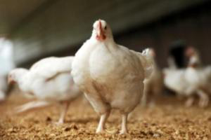 Different methionine sources tested in broilers