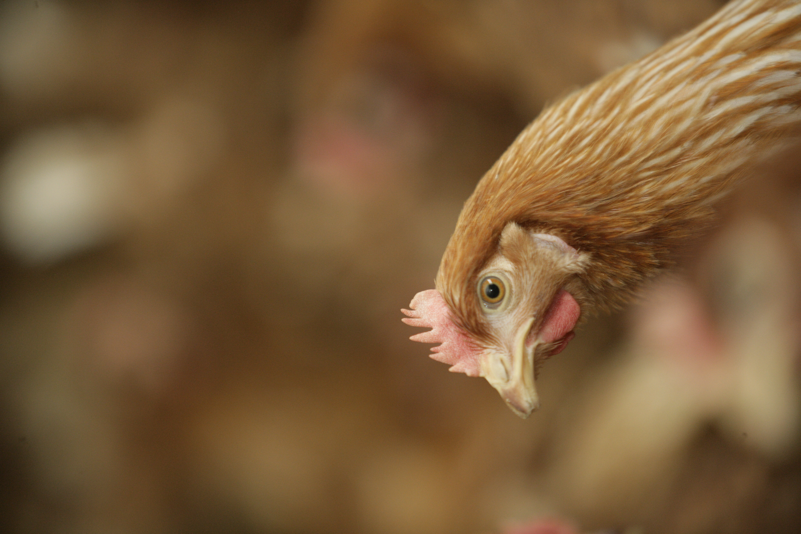 Zinc improves gut integrity and can help birds overcome stress. [Photo: Henk Riswick]