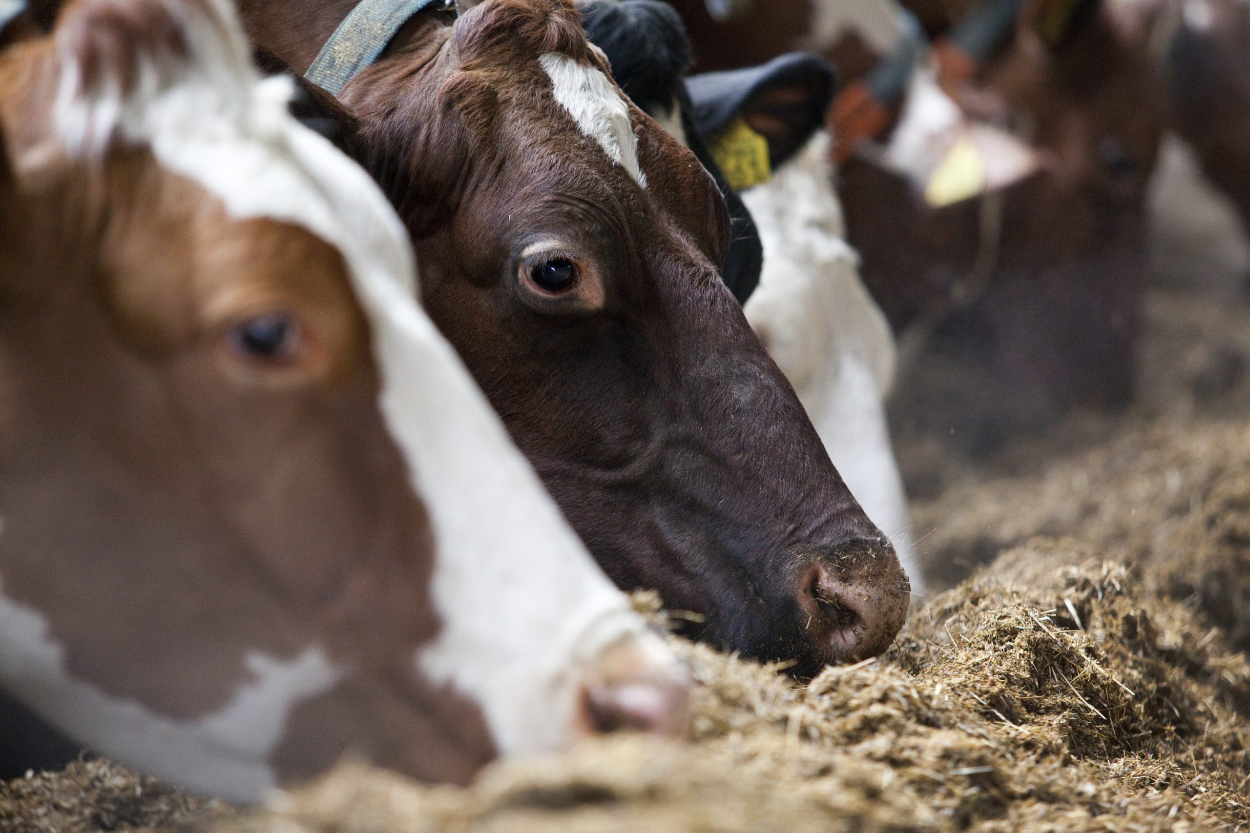 Brewer s grain benefits Aussie dairy cows. Photo: Jan Willem Schouten
