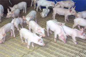 Feeding porridge to increase weight in piglets