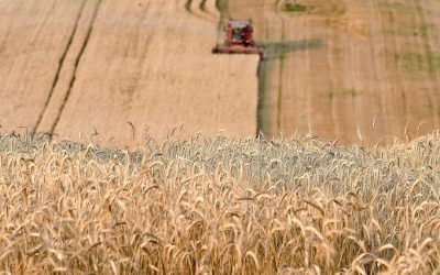 Grain traders find that the current price level is interesting to buy up. Photo: AFP