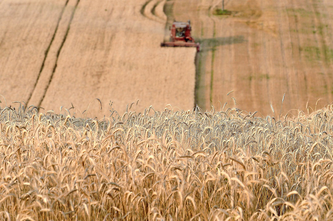 Grain traders find that the current price level is interesting to buy up. Photo: AFP