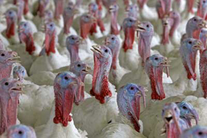 EFSA finds AveMix XG 10 safe for use in turkeys