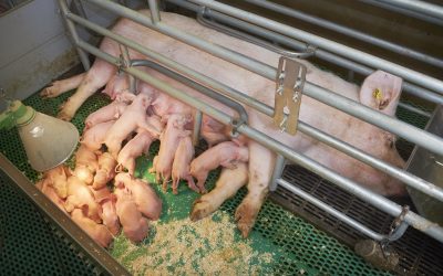 Sows with claw problems will give birth to fewer litters before culling and the litters are smaller with fewer live born piglets. Van Assendelft Fotografie