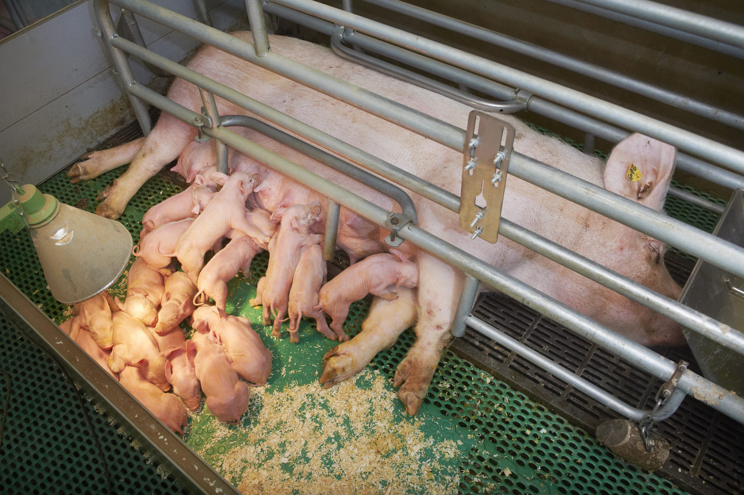Sows with claw problems will give birth to fewer litters before culling and the litters are smaller with fewer live born piglets. Van Assendelft Fotografie