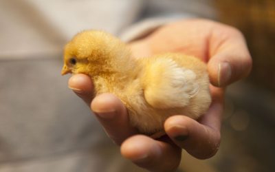 Antibiotic free poultry: How to feed them? Photo: Koos Groenewold