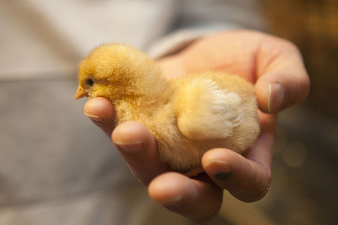 Antibiotic free poultry: How to feed them? Photo: Koos Groenewold