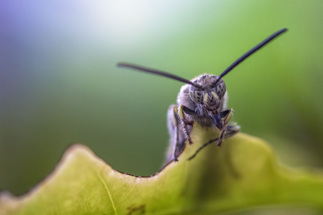 Wageningen Uni to manage a ¬  3.5m insect project.  Photo: Shutterstock