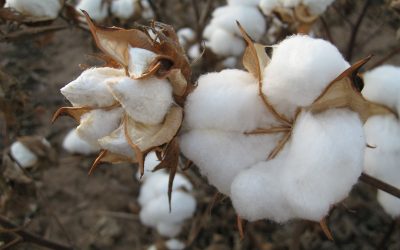 Oil extraction from cotton seeds results in a by-product, suitable for animals. Photo: Wikimedia