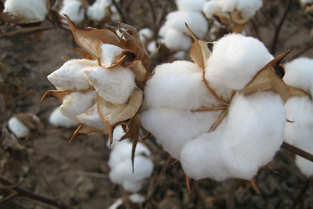 Oil extraction from cotton seeds results in a by-product, suitable for animals. Photo: Wikimedia