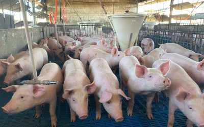 Brazil s pig industry has to make do without 3 growth promoters since 2020. Photo: Daniel Azevedo