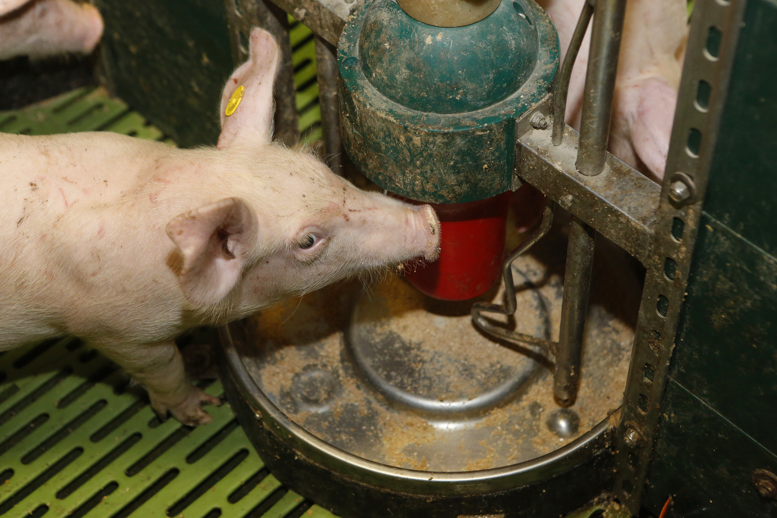 Piglets are capable of detecting an unbalanced amino acid  supply and as such will  lower their feed intake. [Photo: Henk Riswick]