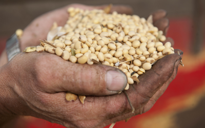 Putting soy concentrate to the test in piglet feed