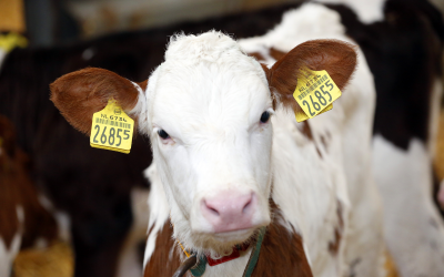 Land O’Lakes invests further in calf nutrition