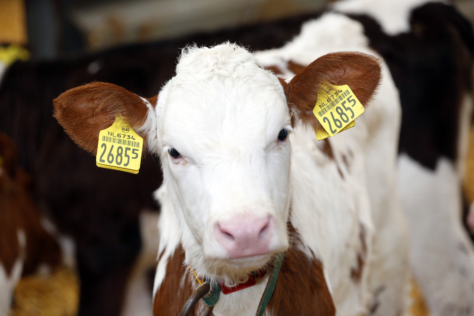 Land O’Lakes invests further in calf nutrition