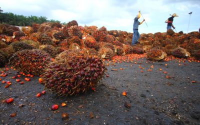 France doesn t want to rely on Brazilian crops. Photo: Shutterstock