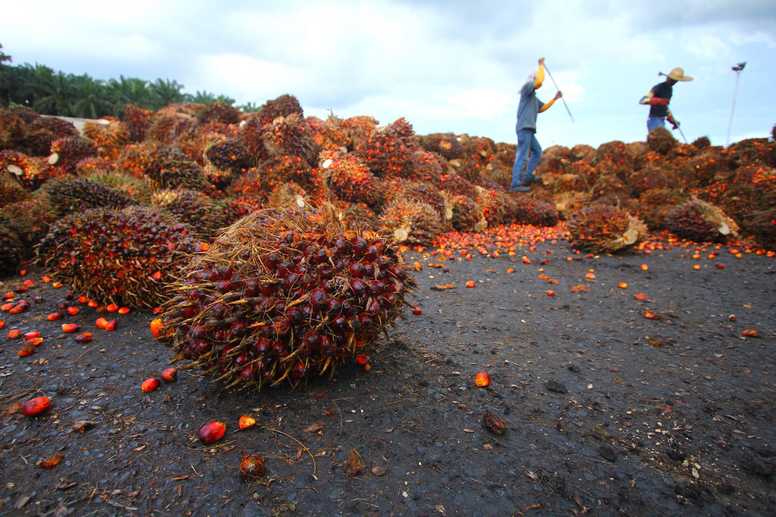 France doesn t want to rely on Brazilian crops. Photo: Shutterstock