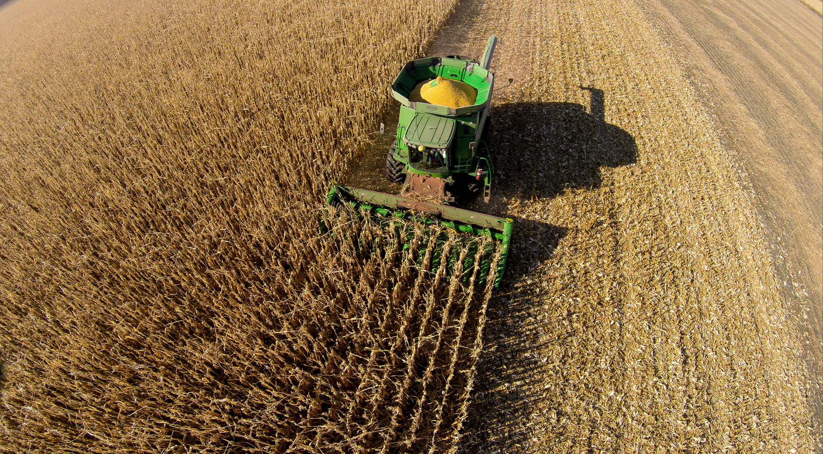 Fighting corn disease with big data.Photo: Shutterstock