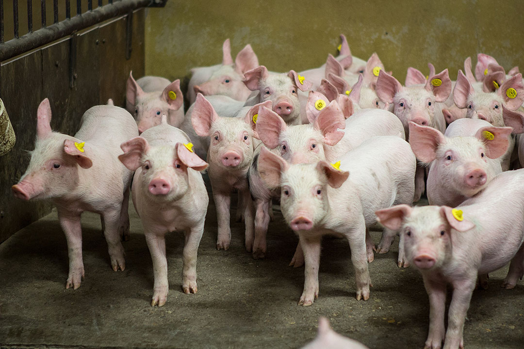 The inclusion of oyster mushroom in the diet of piglets increased feed intake and improved growth rates and the feed-to-gain ratio. Photo: Peter J.E.Roek