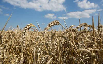 Only 1.9 million tons of wheat have been exported this season. Photo: Peter J.E.Roek