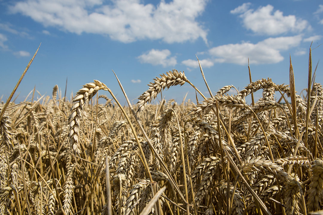 Only 1.9 million tons of wheat have been exported this season. Photo: Peter J.E.Roek