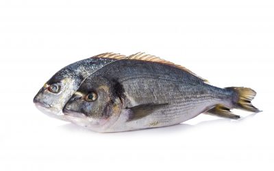 Phosphorus digestibility and retention in sea bream. Photo: Angel Simon