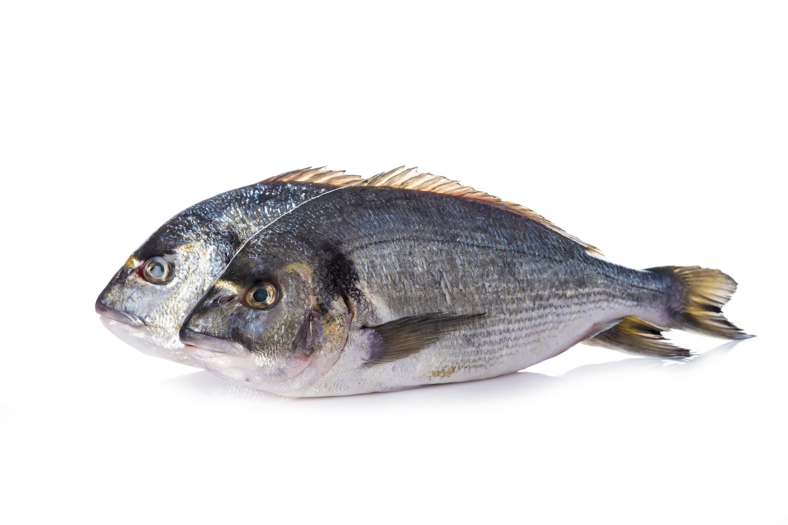 Phosphorus digestibility and retention in sea bream. Photo: Angel Simon