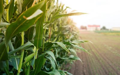 A total of 9.7 million mt of the 2020/21 corn consumption is for feed. Photo: aleksandarlittlewolf