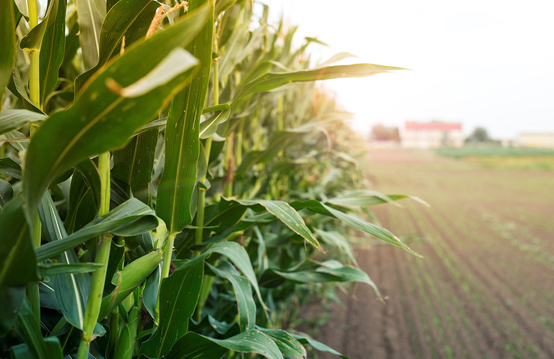 A total of 9.7 million mt of the 2020/21 corn consumption is for feed. Photo: aleksandarlittlewolf