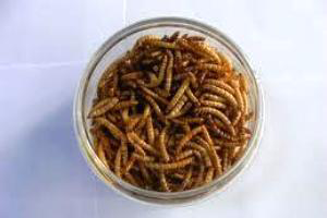 Research: Insect protein as animal feed