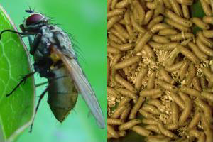 Insects as sustainable raw material feed